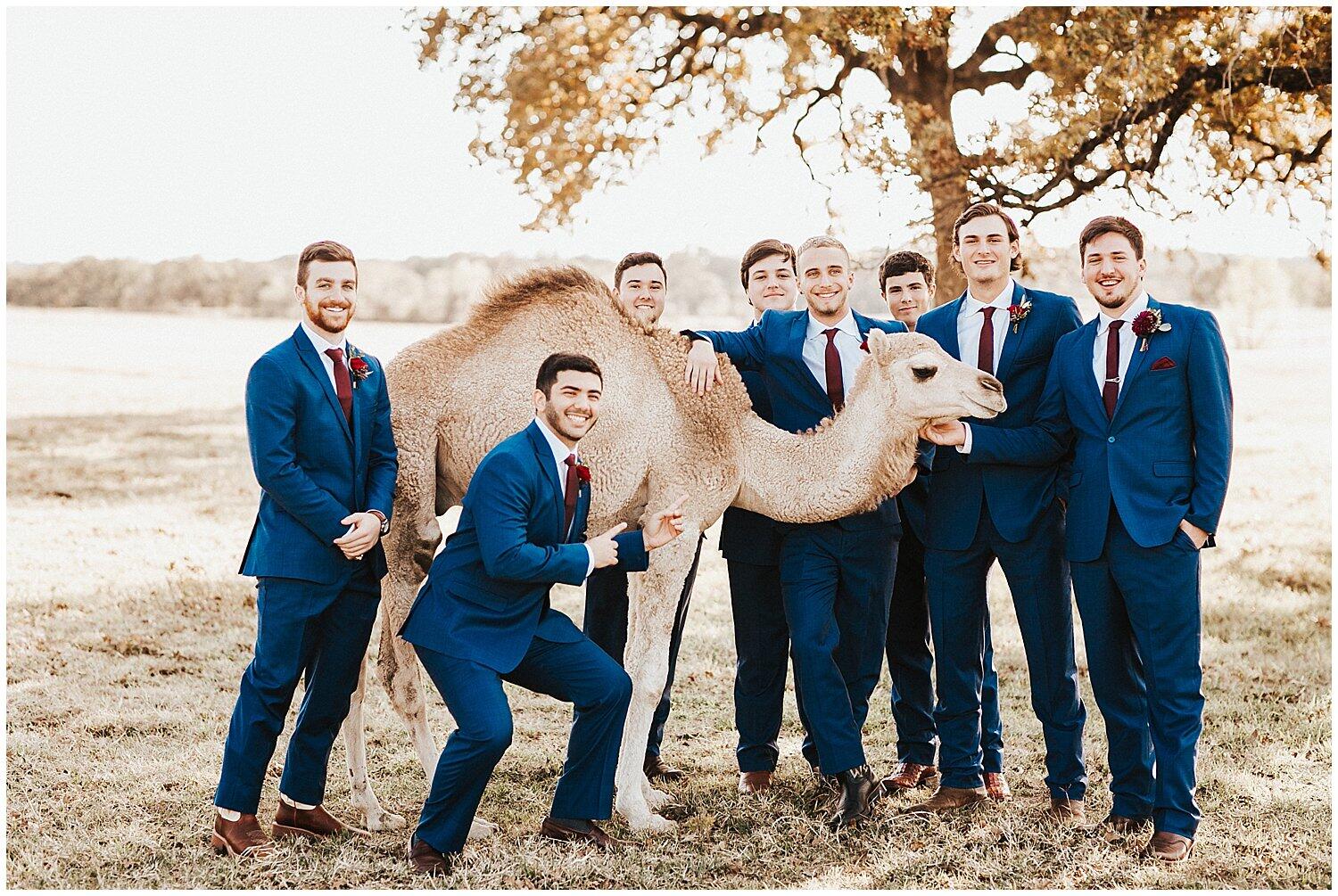 groom and groomsmen with camel