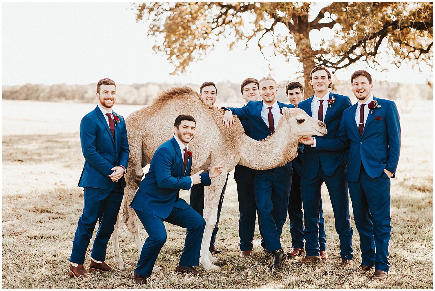 Groomsmen dressed in blue suits posing with a camel