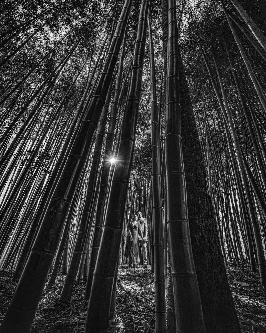 A black and white image of a couple posing in between trees