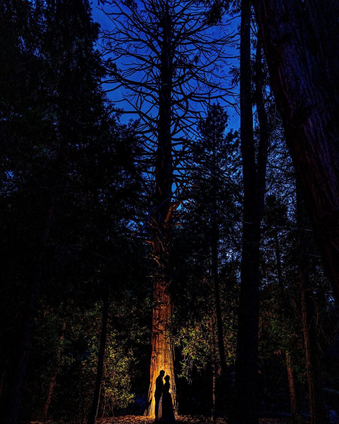 A silhouette of a bride and groom posing in front of a tree