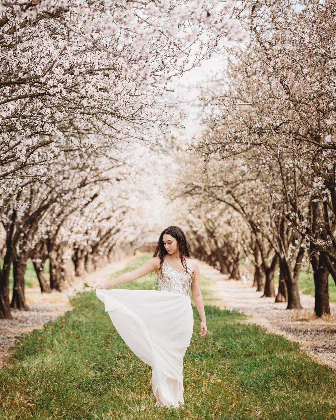 A bride posing while swaying her dress in a pathway outlined by cherry blossom trees