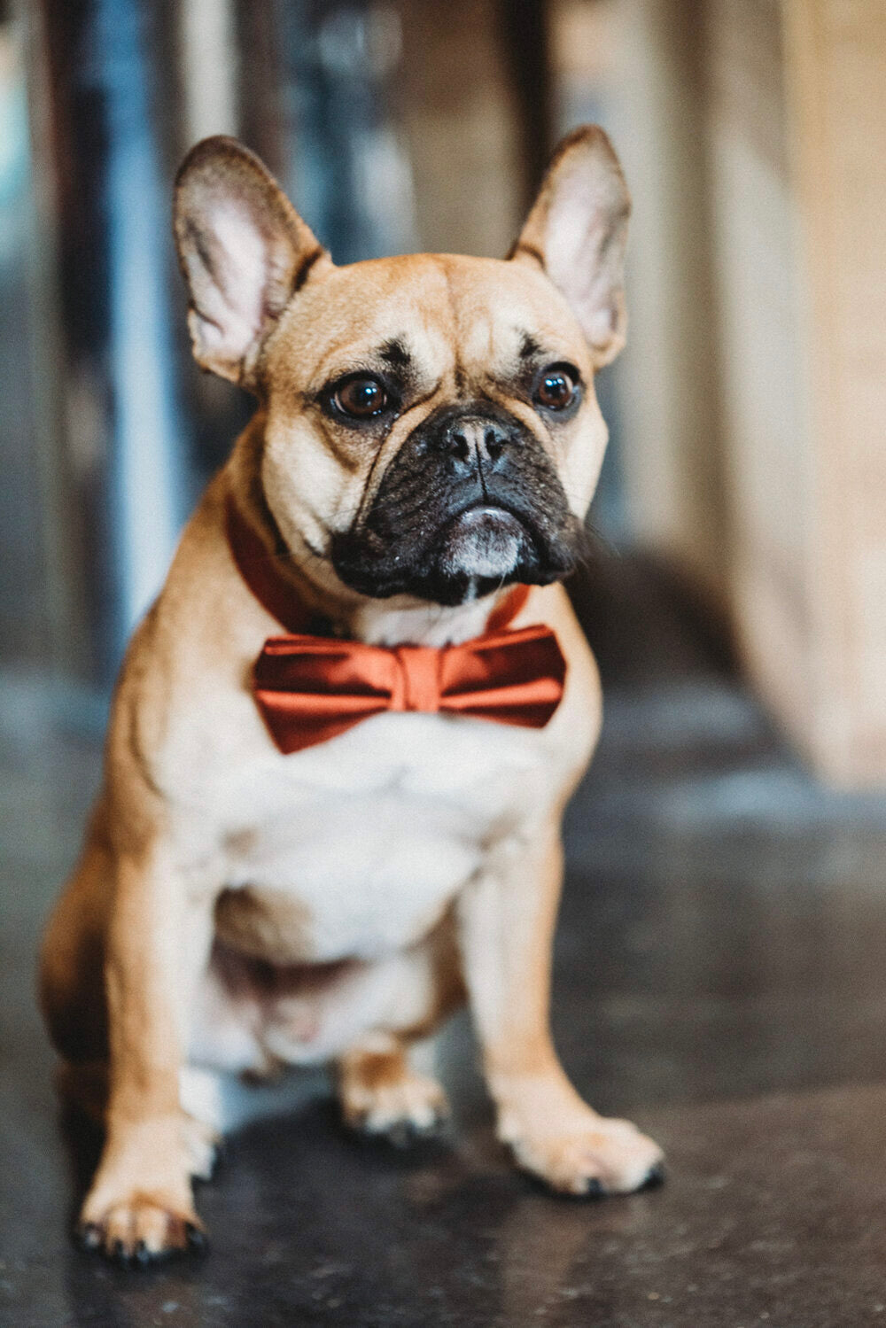 a pug wearing a bow tie